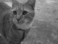 Canaille, le chat...